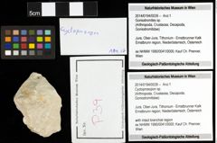 Foto (Objekt + Etiketten) von Cycloprosopon sp. 
